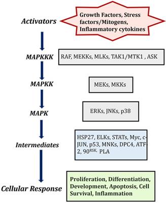 MAPKs signaling is obligatory for male reproductive function in a development-specific manner